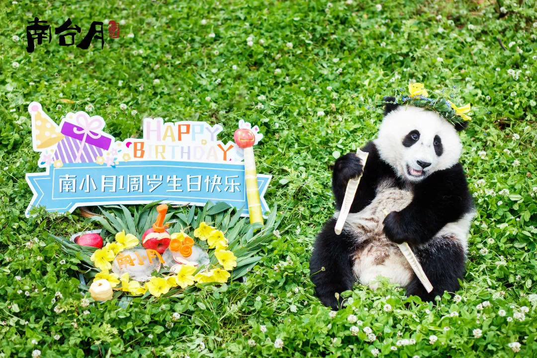 南台月认养大熊猫——南小月1岁生日